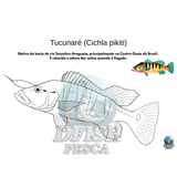 Dfish Goods PDF