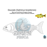 Dfish Goods PDF