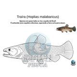 Dfish Goods PDF