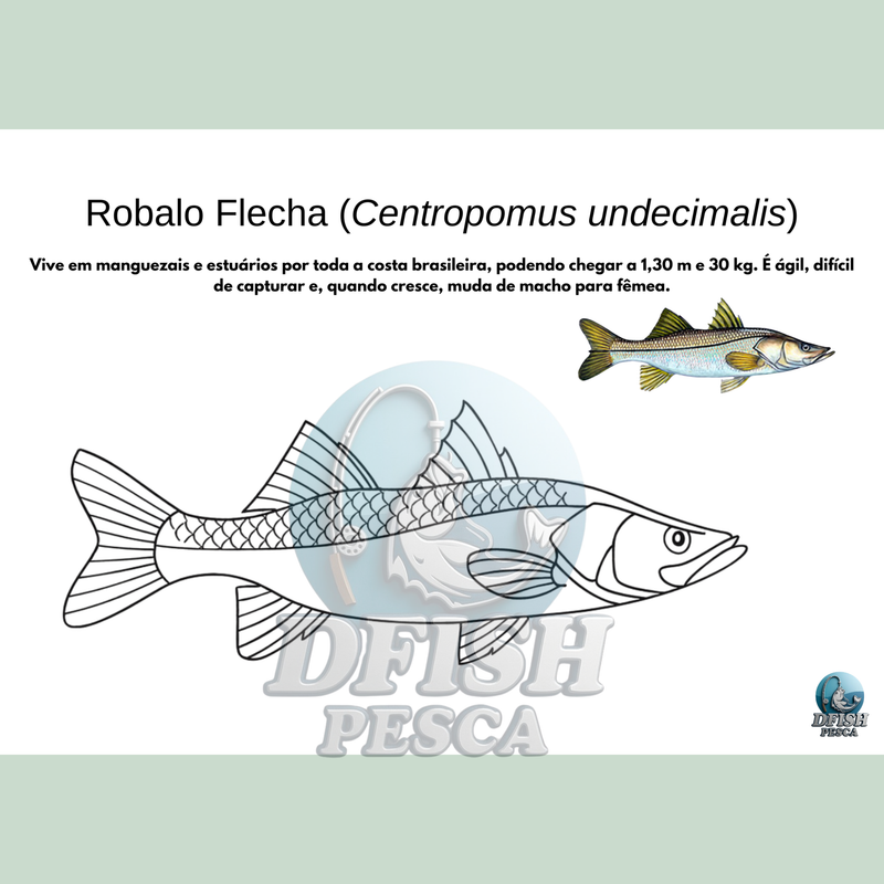 DFISH GOODIES – Caderno do Mar para Colorir (PDF Digital)