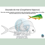 DFISH GOODIES – Caderno do Mar para Colorir (PDF Digital)