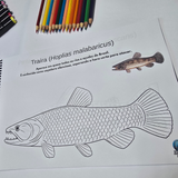 Dfish Goodies Encadernado A4