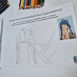 Pássaros Brasileiros para Colorir – Edição Educativa DFISH GOODIES