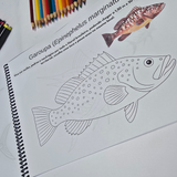 Dfish Goodies Peixes do Mar - Encadernado