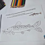 Dfish Goodies Encadernado A4