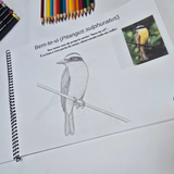 Pássaros Brasileiros para Colorir – Edição Educativa DFISH GOODIES