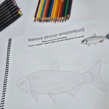 Dfish Goodies Encadernado A4