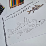 Dfish Goodies Peixes do Mar - Encadernado