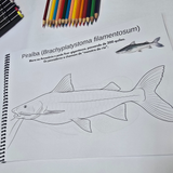 Dfish Goodies Encadernado A4