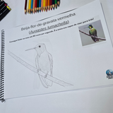 Pássaros Brasileiros para Colorir – Edição Educativa DFISH GOODIES