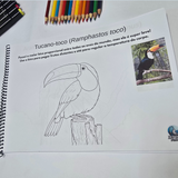 Pássaros Brasileiros para Colorir – Edição Educativa DFISH GOODIES