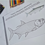 Dfish Goodies Peixes do Mar - Encadernado