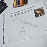 Pássaros Brasileiros para Colorir – Edição Educativa DFISH GOODIES