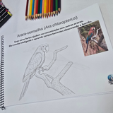 Pássaros Brasileiros para Colorir – Edição Educativa DFISH GOODIES